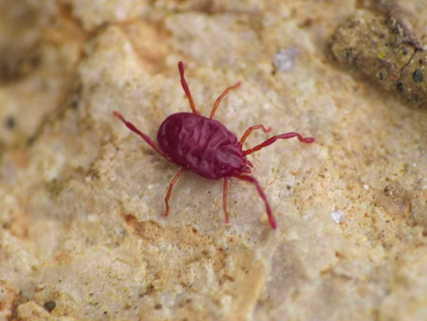 Podothrombium? No. Erythraeidae - Santa Severa (RM)